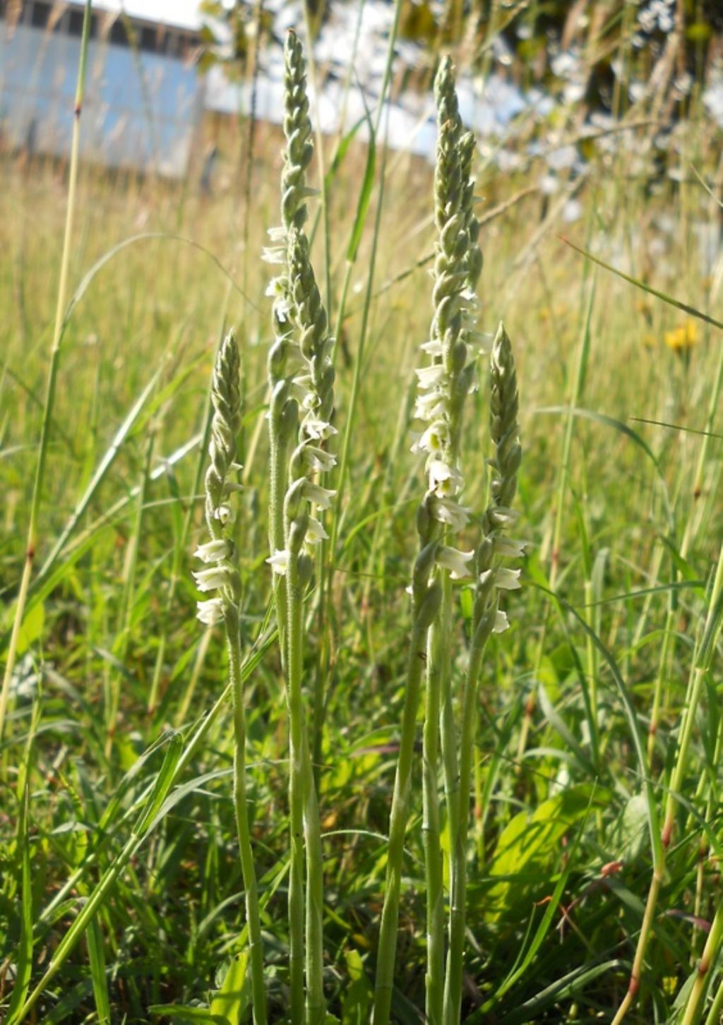 Spiranthes spiralis: riassunto...